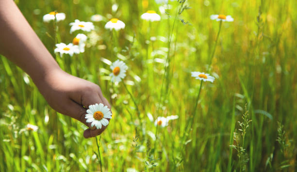 istock Hand picking up chamomile in field. Summer time 1155840202
