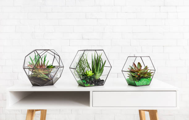 istock Succulent plants in three geometric florarium vases 1155840541