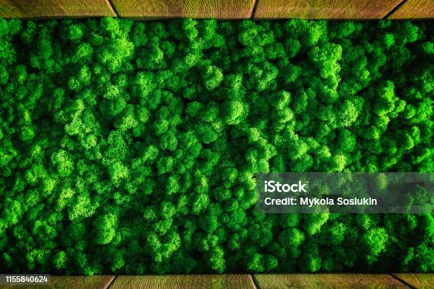 Decorative Moss For Interior Decoration Design Moss Elements Background  Close Up Stock Photo - Download Image Now - iStock