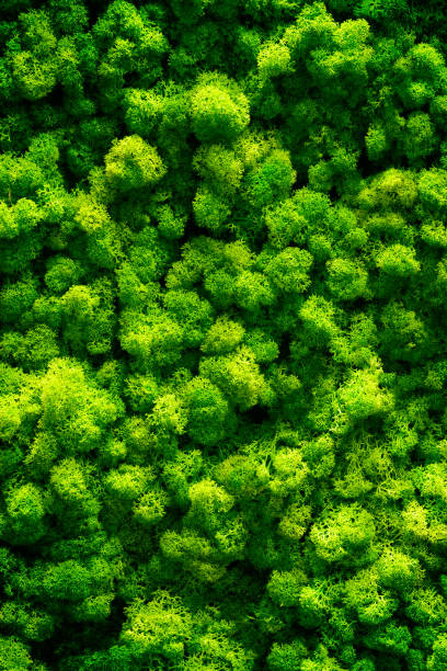 istock Green moss on old office floor. interior design. top view close up 1155840642