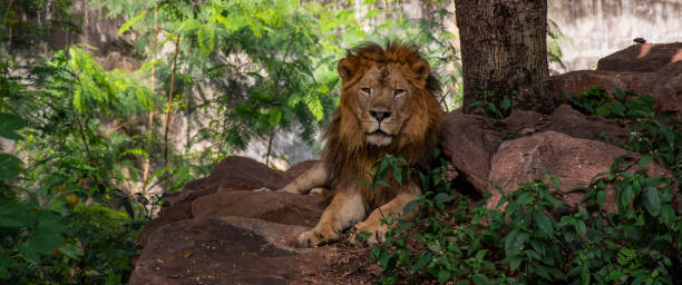 Male lion lying under the tree,