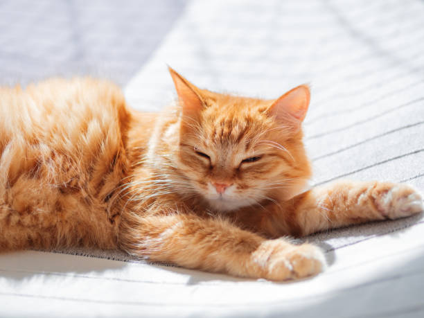 istock Cute ginger cat lying on bed. Fluffy pet is dozing. Cozy home background. 1155841354
