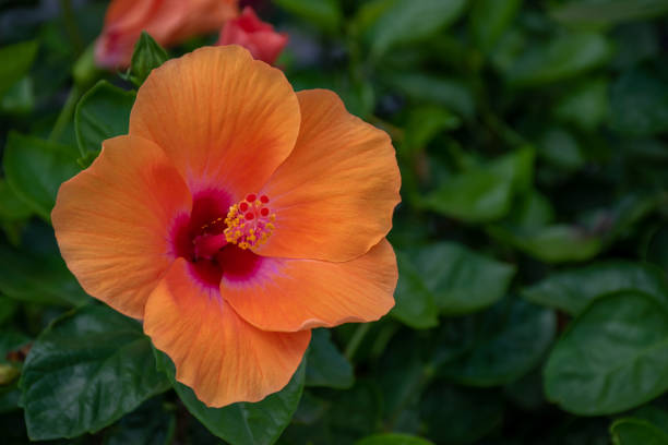 istock Orange hibiscus flowers 1155841593