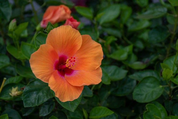 istock Orange hibiscus flowers 1155841601