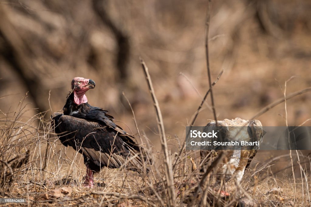 Red Headed Vulture Or Sarcogyps Calvus Or Pondicherry Vulture Close Up With  Expression At Ranthambore Tiger Reserve National Park Rajasthan Stock Photo  - Download Image Now - iStock