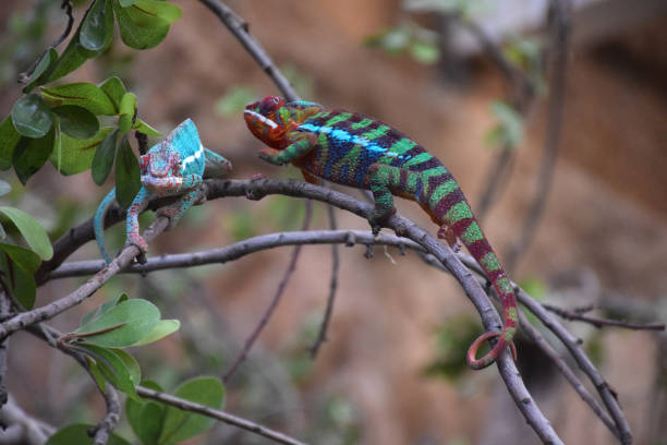 istock pair of chameleons on tree 1155842657
