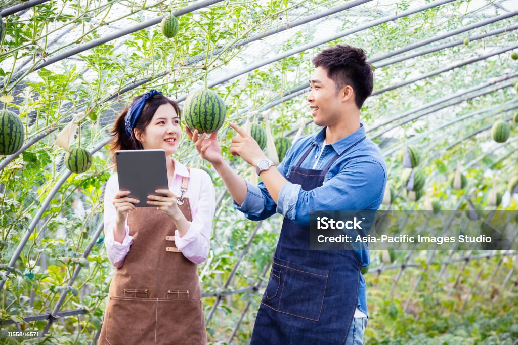 Two young Asian people working together with digital tablet in organic farm China - East Asia, Chinese Ethnicity, 20-29 Years, 30-39 Years, Adult, People 20-29 Years Stock Photo