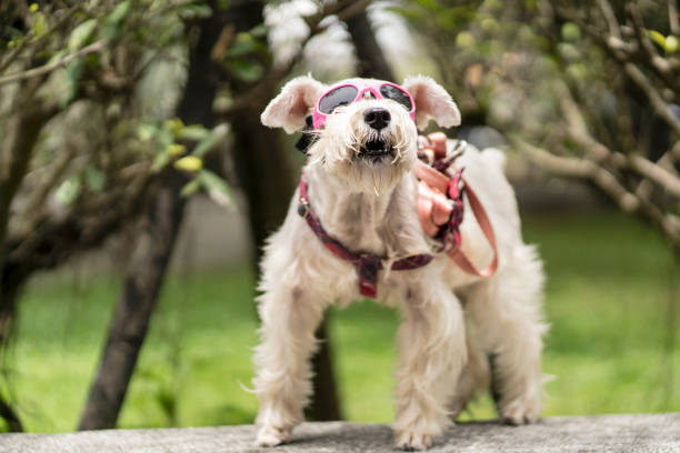 Schnauzer dog with pink sunglasses standing in park.