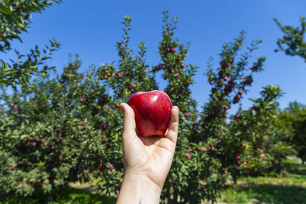 istock Fresh, organic apple plucked from the branch. 1155846935
