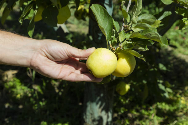 istock Fresh, organic apple plucked from the branch. 1155846966