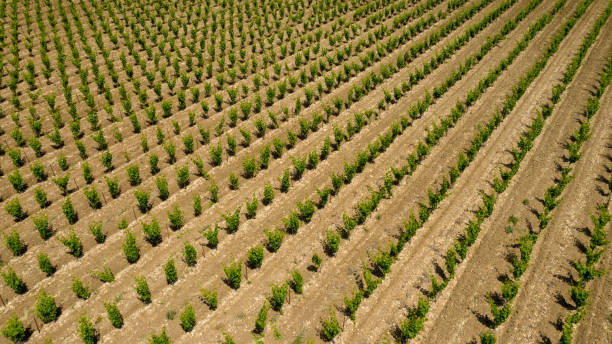 istock vineyard aerial view, geometrical form 1155847454