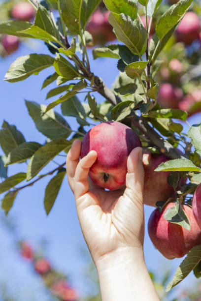 istock Fresh, organic apple plucked from the branch. 1155847663