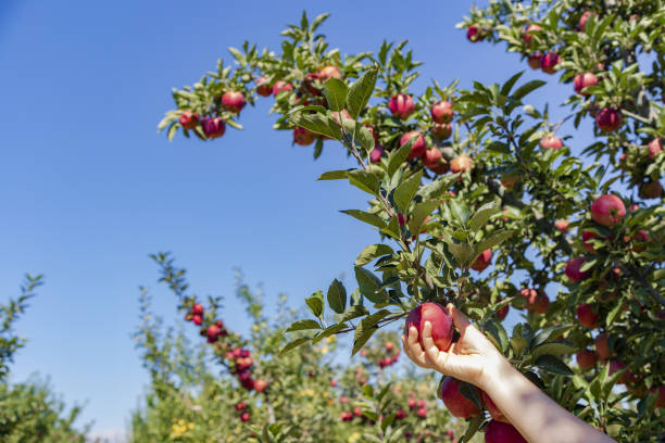 istock Fresh, organic apple plucked from the branch. 1155847766
