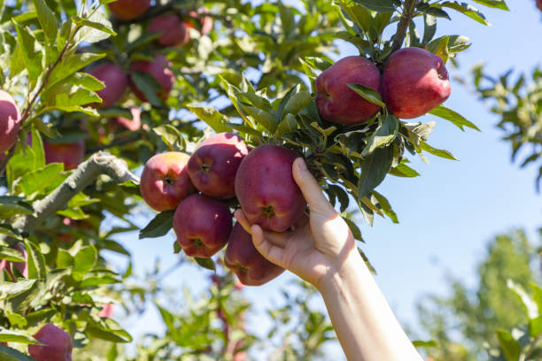 istock Fresh, organic apple plucked from the branch. 1155847830