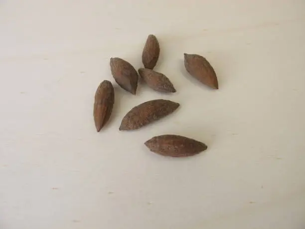 Olive seeds to grow an olive tree - olive pits, olive seeds to grow an olive tree