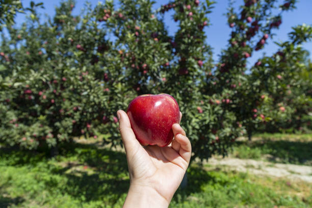 istock Fresh, organic apple plucked from the branch. 1155848368
