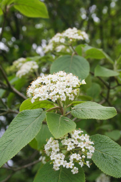 istock Viburnum lantana bush with white flowers 1155849078