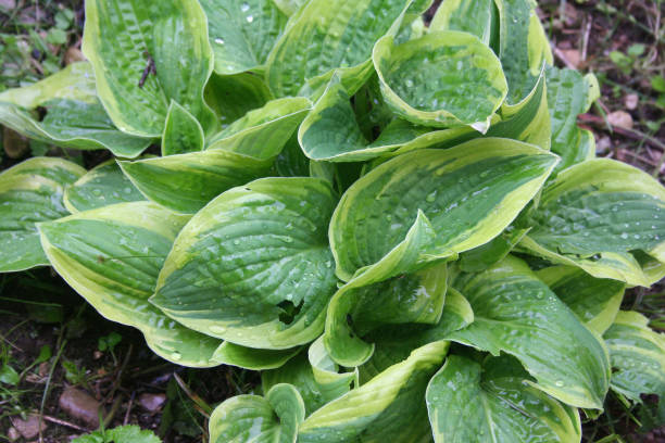istock Hosta plant with green and yellow leaves 1155849122