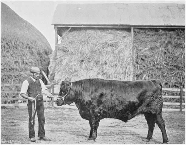 античный винтаж черно-белое фото: британская сельская местность - old obsolete house black and white stock illustrations