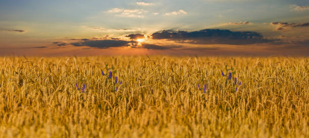 istock summer wheat field at the sunset 1155851239
