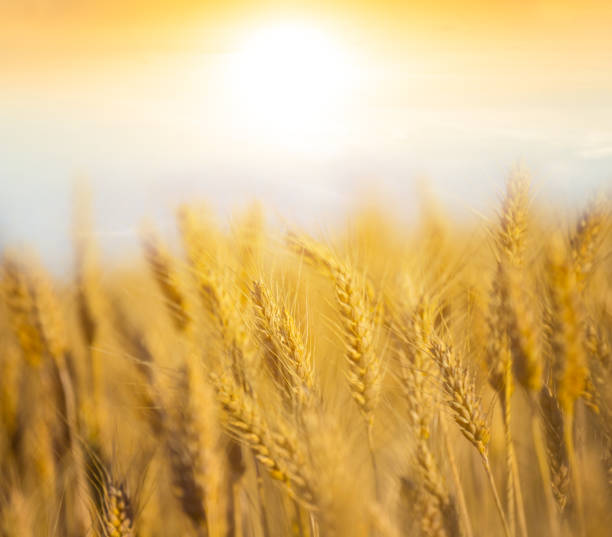 istock closeup summer wheat field at the sunset, evening rural background 1155851257