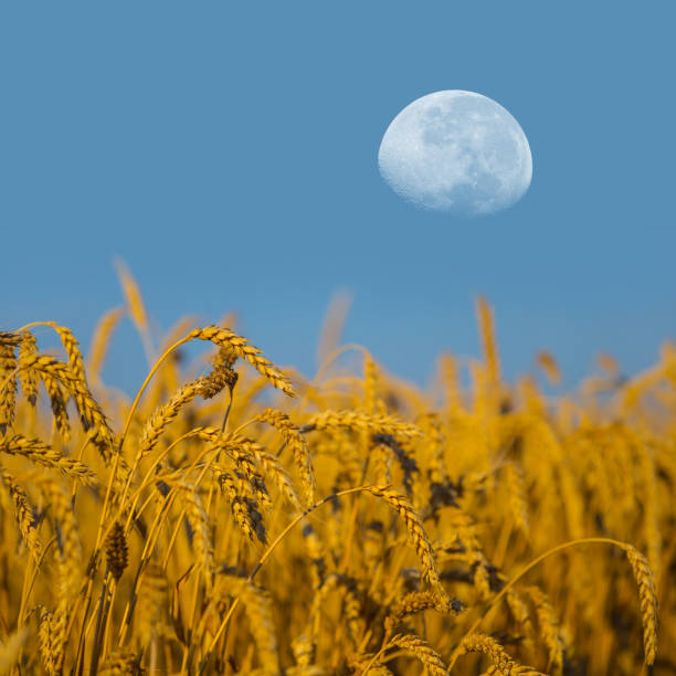 istock half moon above the golden wheat field 1155851266