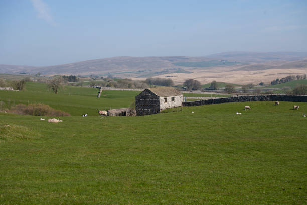 istock Field of sheep with a barn 1155851285