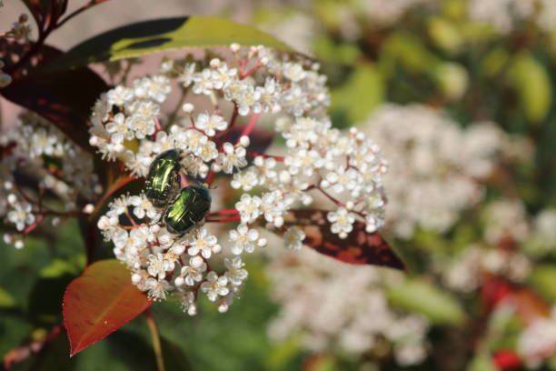 Beetle on photinia flowers