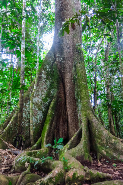 istock Amazon forest in the Madidi National Park, Bolivia 1155852061