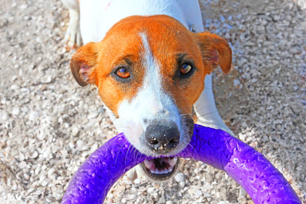 istock Dog Jack Russell Terrier pulls over a puller on the beach near the sea 1155852626