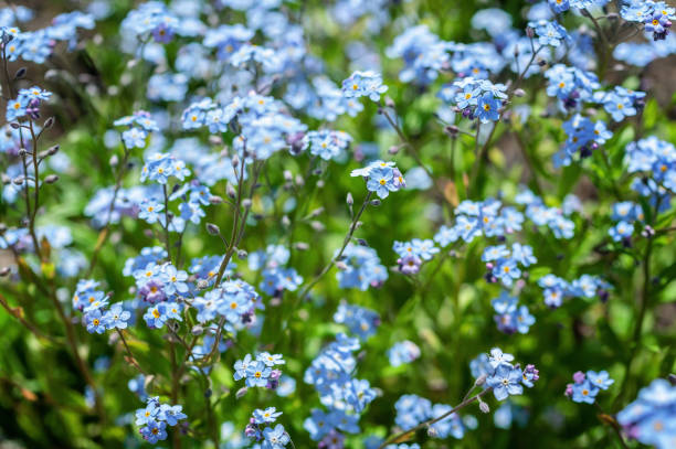 istock Forget-me-not flowers on the sunny lawn. Summer background. Selective focus. 1155852860