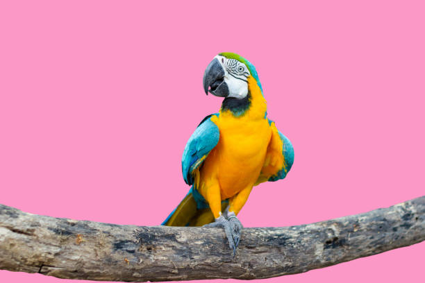 Bird Blue-and-yellow macaw standing on branches stock photo