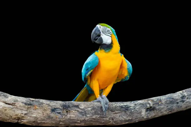 Photo of Bird Blue-and-yellow macaw standing on branches