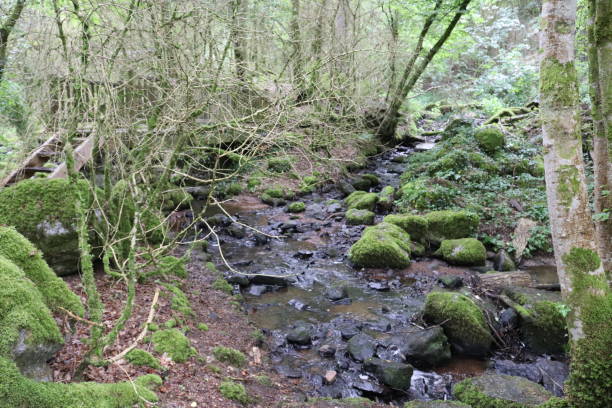 istock Forest and gorges of Narvau Lormes 1155853912