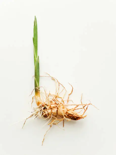 Sweet flag or calamus roots and leaves on white wooden background. Shallow dof.