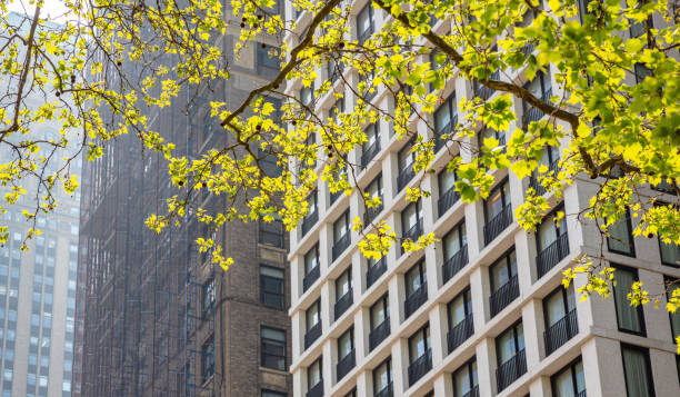 istock New York, Manhattan downtown, springtime. Skyscrapers behind fresh tree foliage 1155854092
