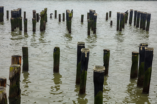 Mussel stakes on the coast of Wissant in the north of France