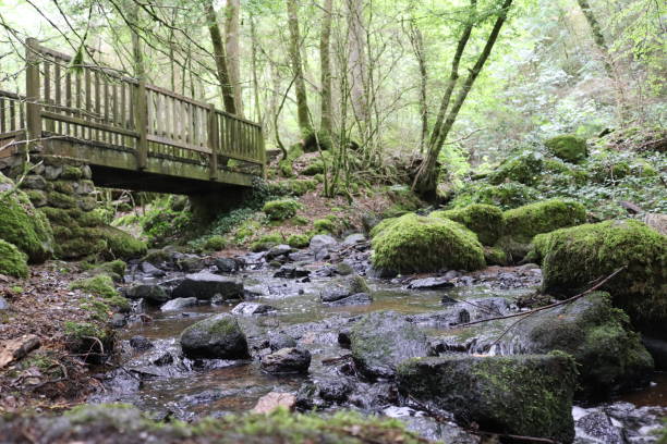 istock Forest and Gorges of Narvau Lormes 1155854333