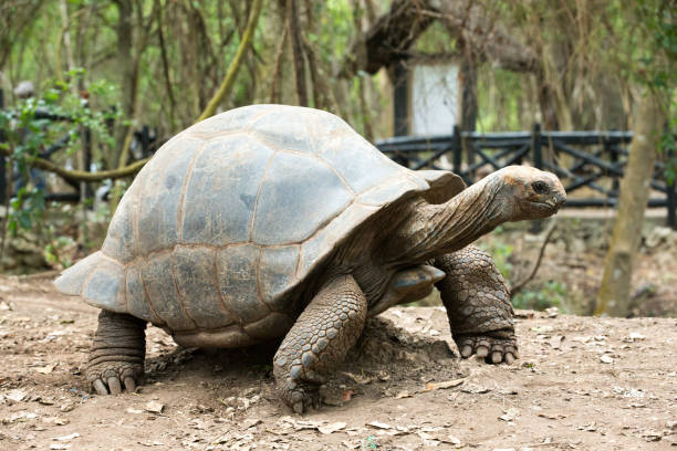 istock Galapagos Tortoise in a nature reserve 1155854383