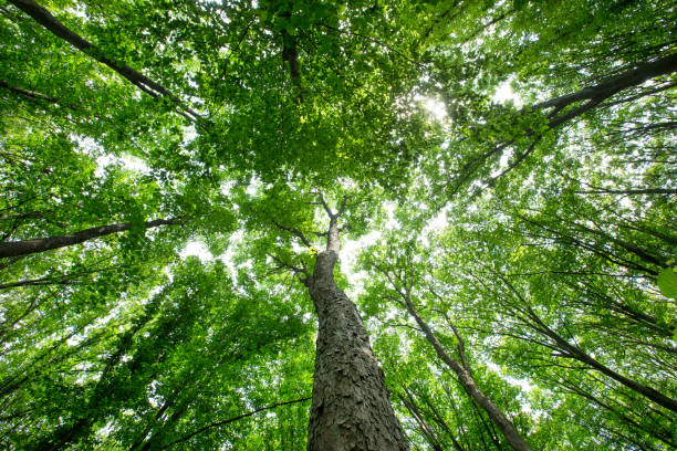 istock Forest trees. nature green wood sunlight backgrounds 1155854431