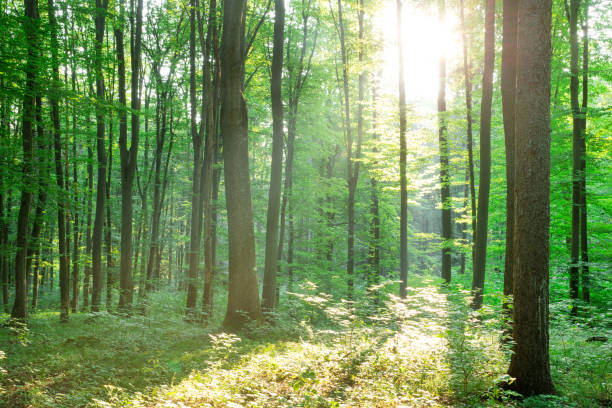 istock Forest trees. nature green wood sunlight backgrounds 1155854432