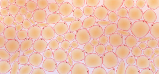 Fat tissue Fat tissue biological cell stock illustrations