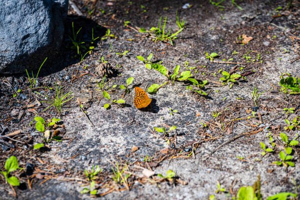 istock bright colorful butterfly in summer 1155855841