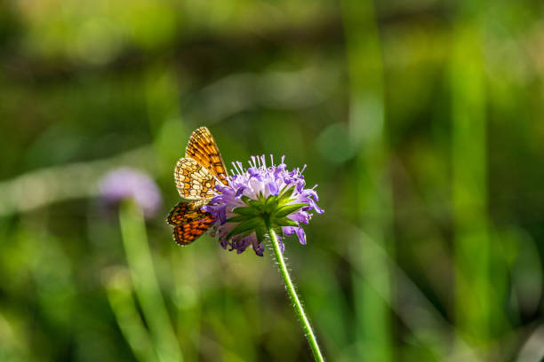 istock bright colorful butterfly in summer 1155855876