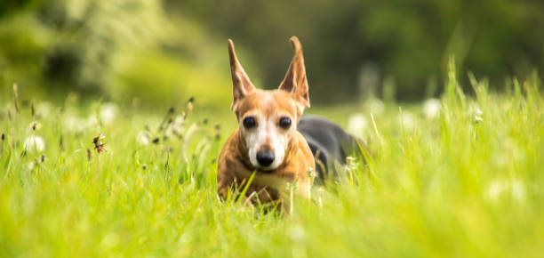 esercizio di bassotto in miniatura - pets dachshund dog running foto e immagini stock