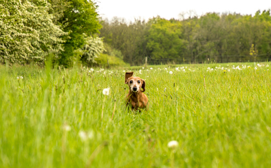 A Miniature Dachshund running through a field in the UK countryside.