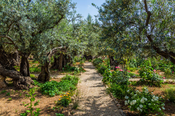 The ancient and well-kept Garden of Gethsemane stock photo