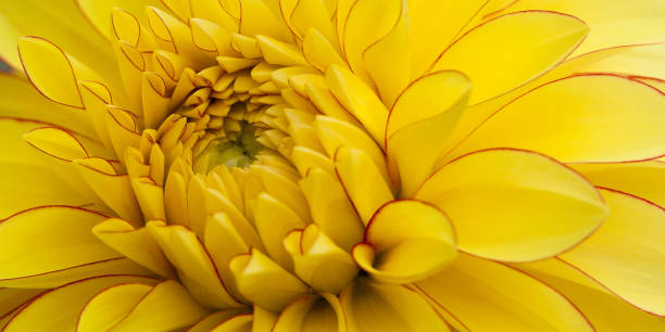 istock beautiful yellow gladiolus 1155857908