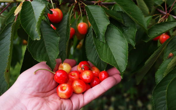 istock Cherry fruits are collected during the harvest. 1155858650