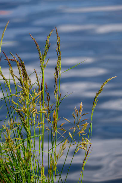 istock green meadow pasture grass details by the river 1155860333